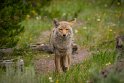 030 Yellowstone NP, coyote